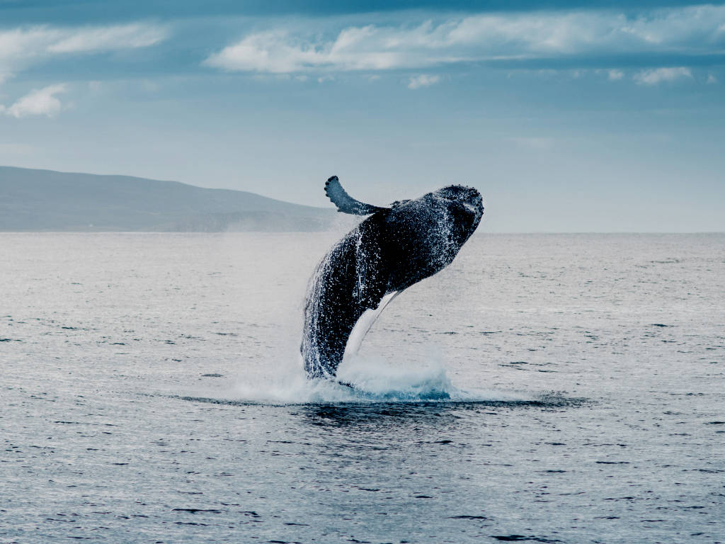 Avvistamenti di Balene alle Azzorre nel Cuore dell'Atlantico